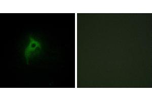 Peptide - +Immunofluorescence analysis of HepG2 cells, using Adrenergic Receptor α-2B antibody. (ADRA2B 抗体  (Internal Region))