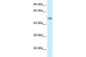 WB Suggested Anti-ZFP2 Antibody Titration: 1.