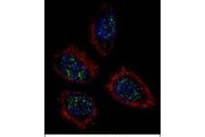 Confocal immunofluorescent analysis of Pinin / PNN  Antibody  with NCI-H460 cell followed by Alexa Fluor 488-conjugated goat anti-rabbit lgG (green). (PNN 抗体  (Middle Region))