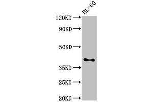 Western Blot Positive WB detected in: HL60 whole cell lysate All lanes: CD33 antibody at 3 μg/mL Secondary Goat polyclonal to rabbit IgG at 1/50000 dilution Predicted band size: 40, 34, 26 kDa Observed band size: 40 kDa (CD33 抗体  (AA 18-259))