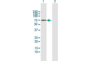 Western Blot analysis of PLK1 expression in transfected 293T cell line by PLK1 MaxPab polyclonal antibody. (PLK1 抗体  (AA 1-603))