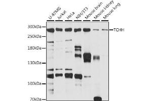 Western blot analysis of extracts of various cell lines, using TCHH antibody (ABIN7270973) at 1:1000 dilution. (Trichohyalin 抗体  (AA 100-300))