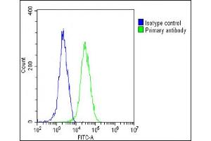 Overlay histogram showing Hela cells stained with (ABIN6242333 and ABIN6578790)(green line). (INTS3 抗体  (AA 518-551))