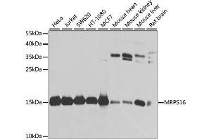 Western blot analysis of extracts of various cell lines, using MRPS16 antibody. (MRPS16 抗体  (AA 1-137))