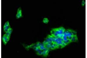 Immunofluorescence staining of 293 cells with ABIN7158264 at 1:133, counter-stained with DAPI. (LILRB1 抗体  (AA 483-650))