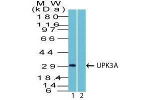 Western Blot Analysis in human HEK293 lysate in 1) absence and 2) presence of immunizing peptide using UPK3A Rabbit PAb. (Uroplakin 3A 抗体  (AA 260-279))