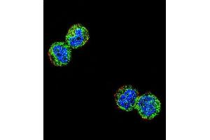 Confocal immunofluorescent analysis of NFKBIL1 Antibody (Center) (ABIN654639 and ABIN2844336) with MDA-M cell followed by Alexa Fluor 488-conjugated goat anti-rabbit lgG (green). (NFKBIL1 抗体  (AA 256-285))