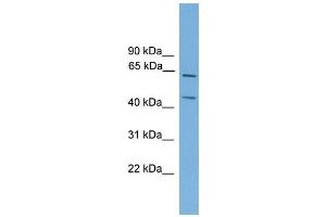 WB Suggested Anti-Rel Antibody Titration: 0. (c-Rel 抗体  (Middle Region))