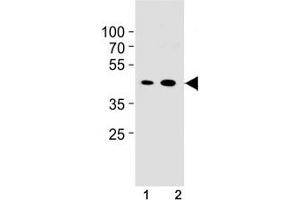 Cyclin B1 antibody western blot analysis in NIH3T3 cell line and mouse spleen tissue lysate. (Cyclin B1 抗体  (AA 103-130))
