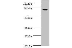 Western blot All lanes: ATRIP antibody at 8 μg/mL + PC-3 whole cell lysate Secondary Goat polyclonal to rabbit IgG at 1/10000 dilution Predicted band size: 86, 84, 77, 73 kDa Observed band size: 86 kDa (ATRIP 抗体  (AA 1-260))