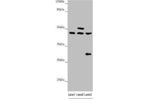 Western blot All lanes: HAUS8 antibody at 2. (NYS48/HAUS8 抗体  (AA 166-410))