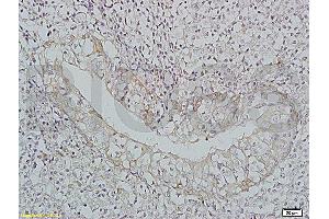 Formalin-fixed and paraffin-embedded: rat liver tissue labeled with Rabbit Anti-BAFF/CD257 Polyclonal Antibody, Unconjugated (ABIN740175) 1:200 followed by conjugation to the secondary Cy3 antibody (BAFF 抗体  (AA 221-309))