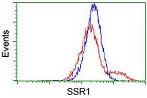 Image no. 1 for anti-Signal Sequence Receptor, alpha (SSR1) antibody (ABIN1501154) (SSR1 抗体)