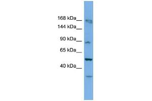 WB Suggested Anti-Taf1c Antibody Titration: 0. (TAF1C 抗体  (C-Term))