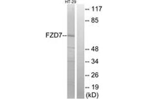Western blot analysis of extracts from HT-29 cells, using FZD7 Antibody. (FZD7 抗体  (AA 45-94))