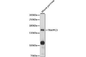 Western blot analysis of extracts of mouse pancreas, using TRAPPC9 antibody (ABIN6290674) at 1:1000 dilution. (TRAPPC9 抗体)