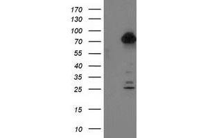 Western Blotting (WB) image for anti-Tubulin tyrosine Ligase-Like Family, Member 12 (TTLL12) antibody (ABIN1499030) (TTLL12 抗体)