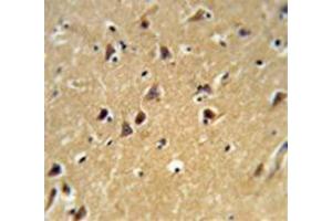 Immunohistochemistry analysis of human brain tissue (Formalin-fixed, Paraffin-embedded) using Spartin / SPG20  Antibody (N-term), followed by peroxidase-conjugated secondary antibody and DAB staining. (SPG20 抗体  (N-Term))
