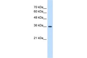 Western Blotting (WB) image for anti-MAS1 Oncogene (MAS1) antibody (ABIN2463411) (MAS1 抗体)