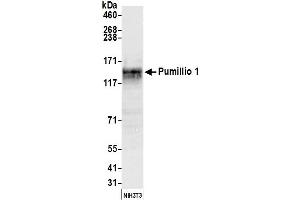 Western Blotting (WB) image for anti-Pumilio Homolog 1 (PUM1) (AA 225-275) antibody (ABIN7450619) (PUM1 抗体  (AA 225-275))