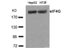 Image no. 2 for anti-Eukaryotic Translation Initiation Factor 4 Gamma, 1 (EIF4G1) (Ser1232) antibody (ABIN319387) (EIF4G1 抗体  (Ser1232))