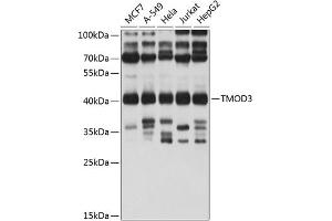 Western blot analysis of extracts of various cell lines, using TMOD3 antibody (ABIN1683055, ABIN3019135, ABIN3019136 and ABIN6220733) at 1:1000 dilution. (TMOD3 抗体  (AA 1-352))