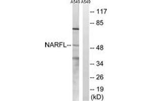 Western Blotting (WB) image for anti-Nuclear Prelamin A Recognition Factor-Like (NARFL) (AA 387-436) antibody (ABIN2890471) (NARFL 抗体  (AA 387-436))