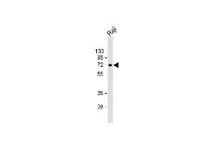 Anti-ZBTB7C Antibody (Center) at 1:2000 dilution + Raji whole cell lysate Lysates/proteins at 20 μg per lane. (ZBTB7C 抗体  (AA 264-294))