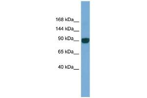WB Suggested Anti-UNC45A Antibody Titration: 0. (UNC45A 抗体  (N-Term))