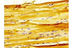 Immunohistochemistry (IHC) image for anti-G Protein-Coupled Receptor, Family C, Group 6, Member A (GPRC6A) (AA 403-581) antibody (ABIN7153367)
