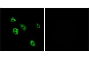 Immunofluorescence analysis of A549 cells, using GPR27 Antibody. (GPR27 抗体  (AA 181-230))