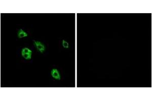 Immunofluorescence analysis of A549 cells, using GPR27 Antibody.