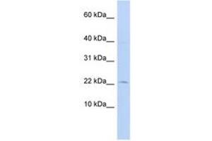 Image no. 1 for anti-FK506 Binding Protein 2, 13kDa (FKBP2) (N-Term) antibody (ABIN6744274)