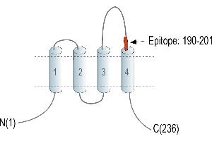 Representative domain view of the target of ABIN7582016. (CD81 抗体  (Extracellular, Loop 2) (APC))