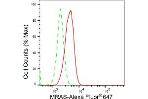 anti-Muscle RAS Oncogene Homolog (MRAS) antibody
