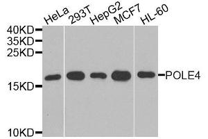 Western blot analysis of extracts of various cell lines, using POLE4 antibody. (POLE4 抗体  (AA 1-117))