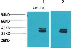 Western Blot (WB) analysis of 1)Mouse Brain Tissue, 2) Rat Brain Tissue with P44/42 MAPK(ERK1/2) Mouse Monoclonal Antibody diluted at 1:2000. (ERK1/2 抗体)
