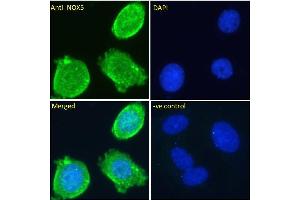 ABIN571285 Immunofluorescence analysis of paraformaldehyde fixed MCF7 cells, permeabilized with 0. (NOX5 抗体  (Internal Region))