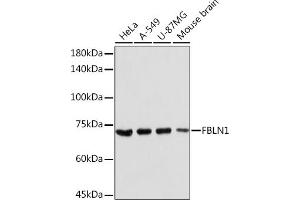 Western blot analysis of extracts of various cell lines, using FBLN1 Rabbit pAb (ABIN7267200) at 1:2000 dilution. (Fibulin 1 抗体  (AA 570-670))