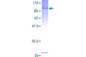 TRIP4 Protein (AA 1-581) (GST tag)