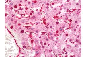 Immunohistochemistry (IHC) image for anti-Actin, alpha 2, Smooth Muscle, Aorta (ACTA2) (N-Term) antibody (ABIN1819167)