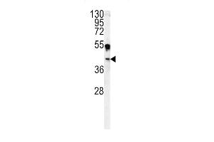 Western blot analysis of CA14 antibody (N-term) (ABIN391473 and ABIN2841441) in  cell line lysates (35 μg/lane). (CA14 抗体  (N-Term))