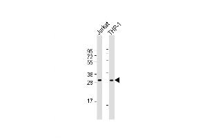 Western Blot at 1:1000 dilution Lane 1: Jurkat whole cell lysate Lane 2: THP-1 whole cell lysate Lysates/proteins at 20 ug per lane. (CD40 Ligand 抗体  (N-Term))