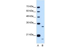 CCPG1 antibody used at 0.