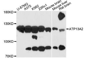 Western blot analysis of extracts of various cell lines, using ATP13A2 antibody (ABIN6290030) at 1:3000 dilution.