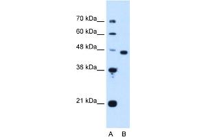 WB Suggested Anti-PA2G4 Antibody Titration:  1. (PA2G4 抗体  (Middle Region))