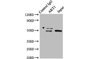 Western Blotting (WB) image for anti-V-Akt Murine Thymoma Viral Oncogene Homolog 1 (AKT1) (AA 1-480) antibody (ABIN7167024)