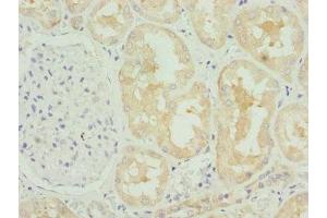Immunohistochemistry of paraffin-embedded human kidney tissue using ABIN7148458 at dilution of 1:100 (COG4 抗体  (AA 506-785))