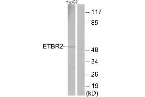 Immunohistochemistry analysis of paraffin-embedded human brain tissue using ETBR2 antibody. (ETBR2 抗体  (Internal Region))