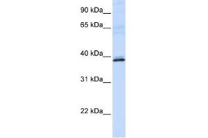 WB Suggested Anti-HAO2 Antibody Titration:  0. (Hydroxyacid Oxidase 2 (HAO2) (N-Term) 抗体)